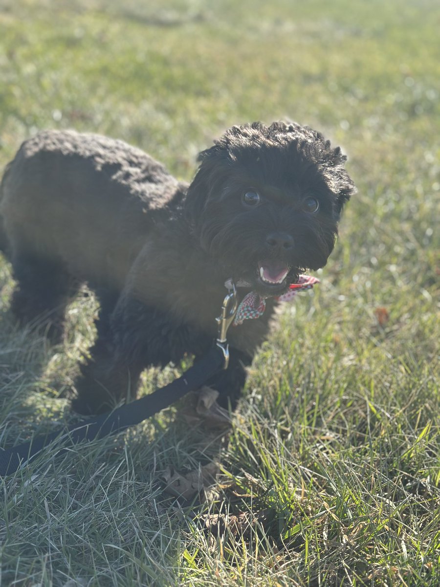 ImKola_'s tweet photo. 🐶🐾 https://t.co/Xy10zGs6cO