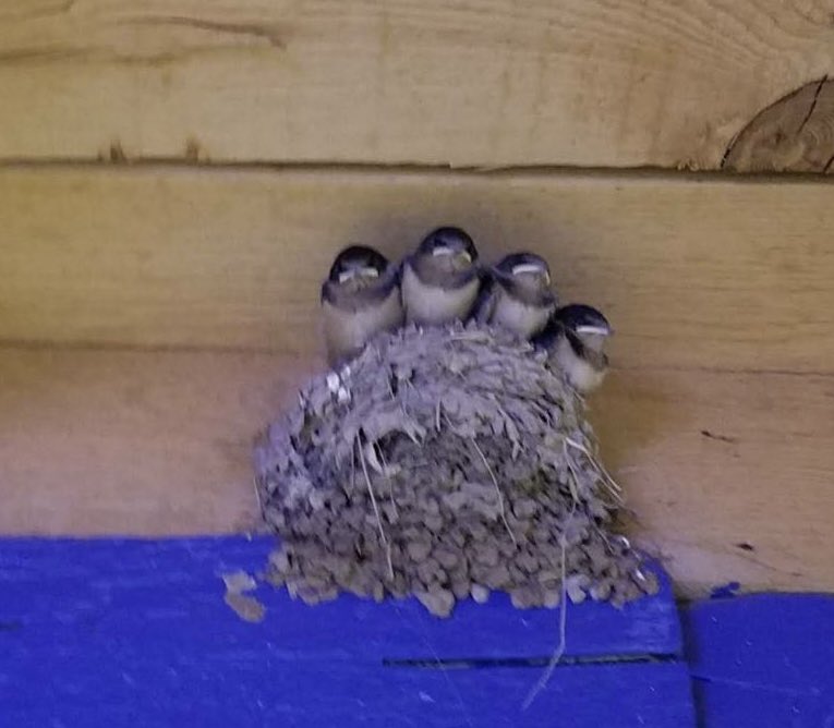 enchantedtrails's tweet photo. Barn swallows perched under our front patio https://t.co/EJF6GT1RGf