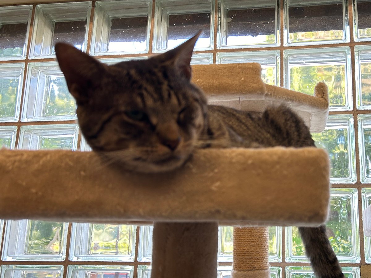 fotnhas's tweet photo. WOLFGANG is looking for his new home! He's a 5-year-old Domestic Short Hair cat who loves to look out the window and enjoys hanging out on the cat tree in our adoptable cat room. Wolfgang is a handsome boy who would love to be adopted soon. https://t.co/zcCrLd0vmX