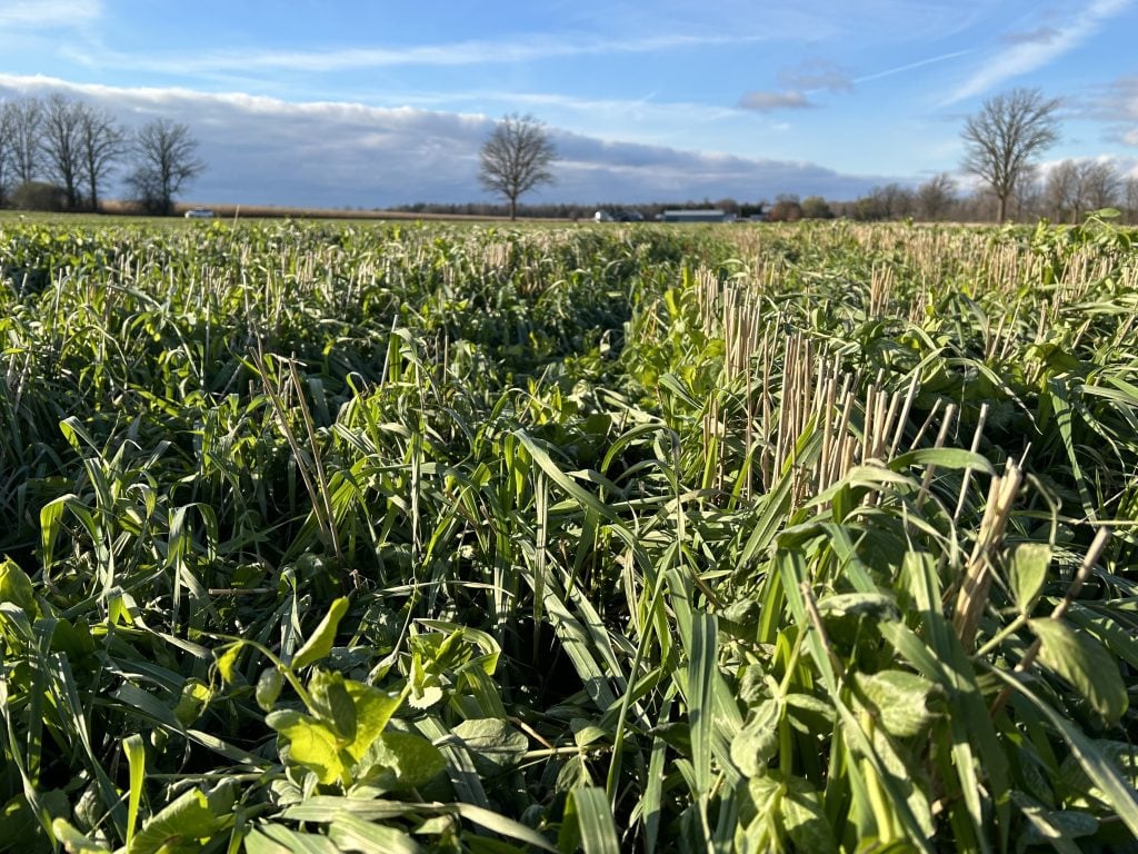 RealAg Radio: Sulphur on wheat, glyphosate safety, and market reaction to geopolitics, Dec 9, 2024 #cdnag #ontag #westcdnag #RealAgRadio ow.ly/piY850UnVJf