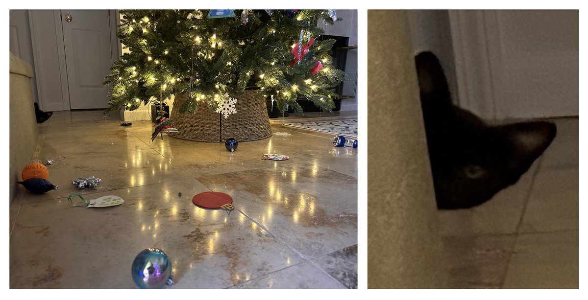 Came home to 16 ornaments on the floor. 16! Why is he like this??