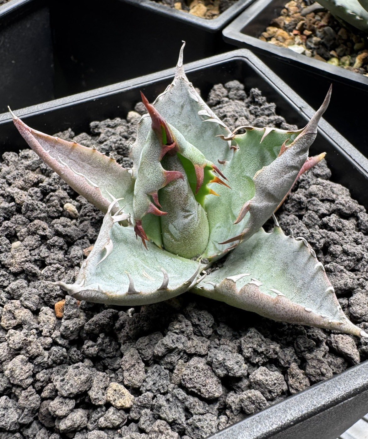 【goodtaniku】ハイブリッド　血雷×チタノタ goodtaniku】ハイブリッド 血雷×チタノタ goodtaniku