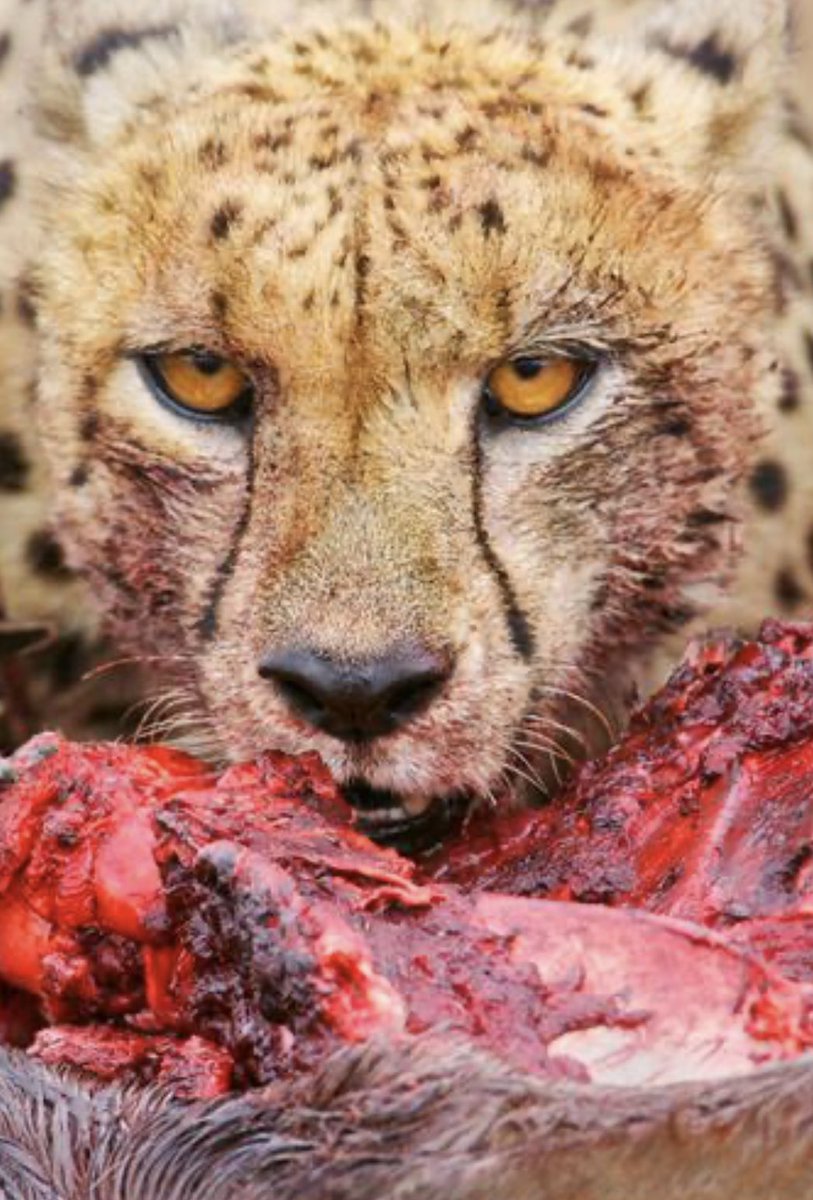 Deav Puck tweet media