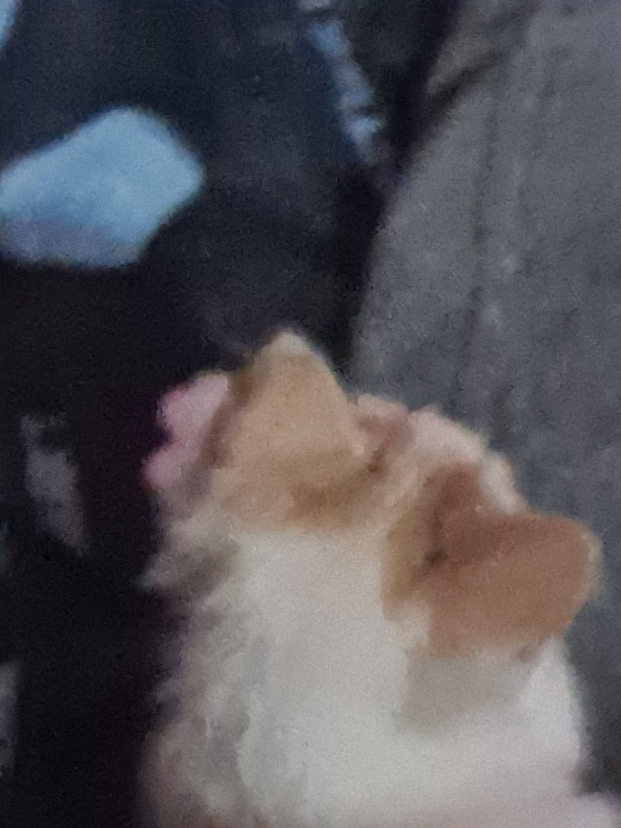 sk_tvm's tweet photo. Me encontré un gato o gata, estaba llorando y no pude dejarl@ :( https://t.co/sSAF1vo6as