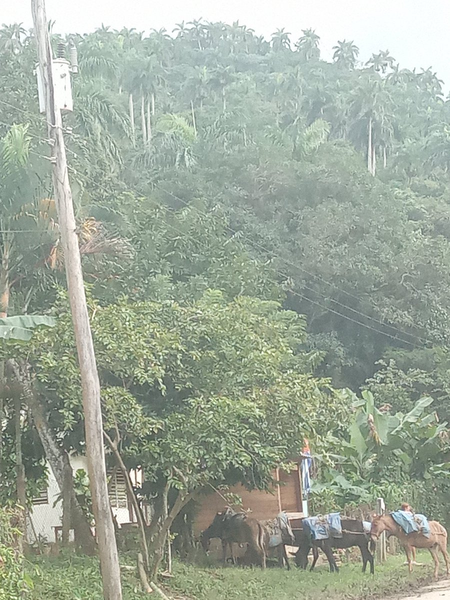 #SinPerderUnMinuto hoy en la montaña Granmense junto a nuestro equipo #DPSGranma 🩺❤️
#DePieYCombatiendo
#CubaPorLaVida <a href="/BorgesOlivero/">Carlos Borges Oliveros</a> 
<a href="/JLBrocheLorenzo/">Jorge Luis Broche Lorenzo</a> 
<a href="/EdMartDiaz/">Eduardo Martínez Díaz</a> 
<a href="/SuselyMorfaG/">Susely Morfa González</a> 
<a href="/japortalmiranda/">José Angel Portal Miranda</a> 
<a href="/GeoPAlvarez/">Georgina Pérez Alvarez</a> 
<a href="/YagenPomares/">Yagen🇨🇺</a> 
<a href="/YudelkisOrtizB/">Yudelkis Ortiz Barceló</a>