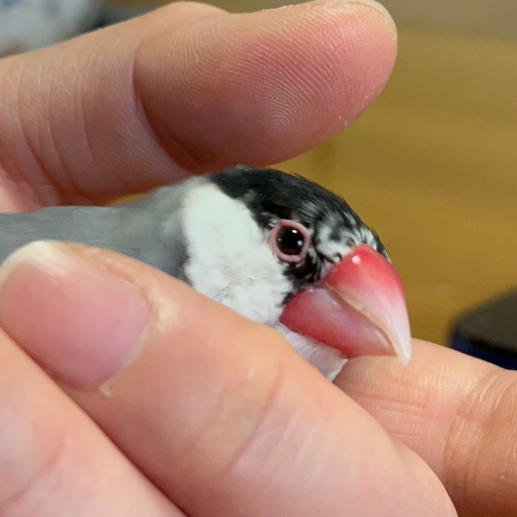 qp_ndk's tweet photo. ふたりともずっと大好き

桜文鳥（雌）享年8歳
ミニウサギ（雄）享年13歳

世の中のペットが動物が幸せになりますように... https://t.co/FzzQoWskNV