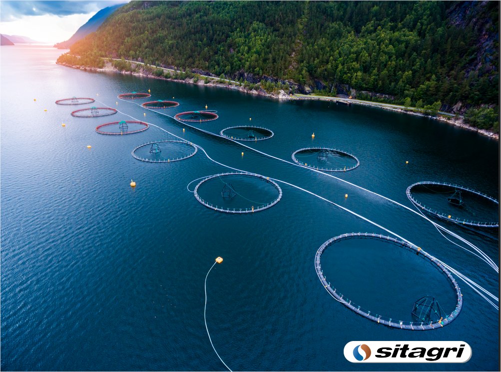 We are thrilled to welcome two new contributors to the Sitagri Salmon Index. This will bring even greater impact on enhancing transparency and precision in salmon market. 🐟
sitagri.com/documents/Sita…
#Pressrelease #Benchmark #Fish #Salmon #Index #SISALMONI