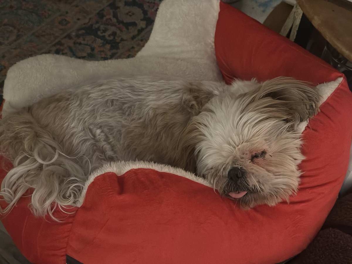 CHIPTheShihTzu's tweet photo. #MerryChipmas #TOT π€ππ
#TongueOutTuesday #ChipTheShihTzu https://t.co/4wwXh7yNew