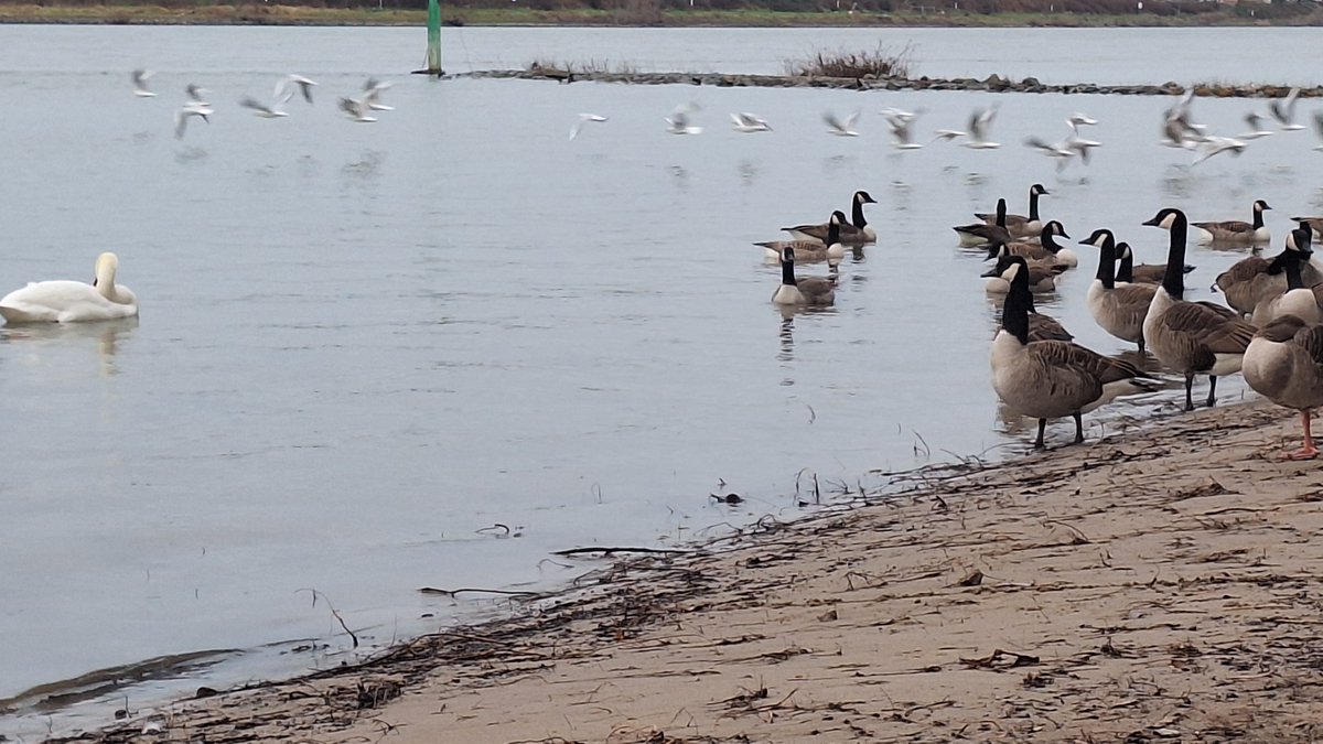 Nordrhein-Westfälische Ornithologengesellschaft (@nworni) on Twitter photo Letzter Zähltermin des Jahres 2024 beim #Vogelmonitoring.
Auch die Wasservogelzählung am Rhein nördlich von Bonn stand an.
🦆🪿🦢
📷 <a href="/KSchidelko/">Kathrin Schidelko</a> Letzter Zähltermin des Jahres 2024 beim #Vogelmonitoring.
Auch die Wasservogelzählung am Rhein nördlich von Bonn stand an.
🦆🪿🦢
📷 <a href="/KSchidelko/">Kathrin Schidelko</a>