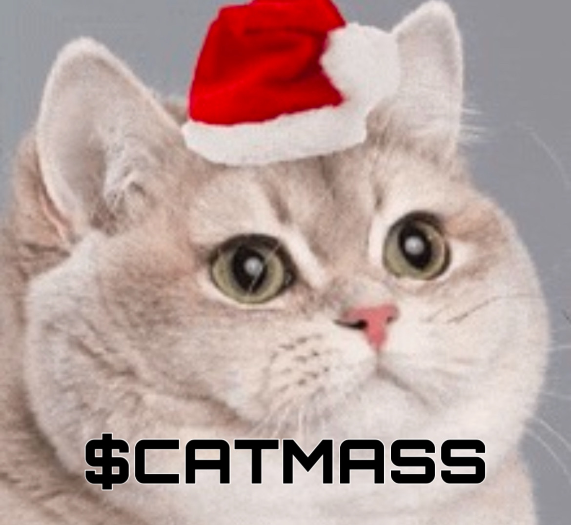 CatMassSol's tweet photo. $CATMASS is live on pumpfun and phantom. 🚀 https://t.co/bqceqd9ZRG