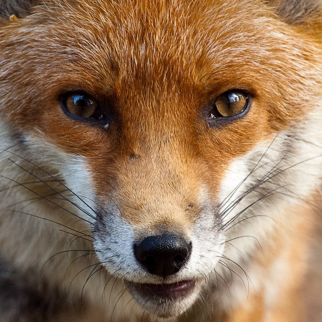 Boxing Day is the biggest day of the year for fox hunts across the country.

RT this and follow us if you stand against the cruel tradition of fox hunting.

Support wildlife this Boxing Day.