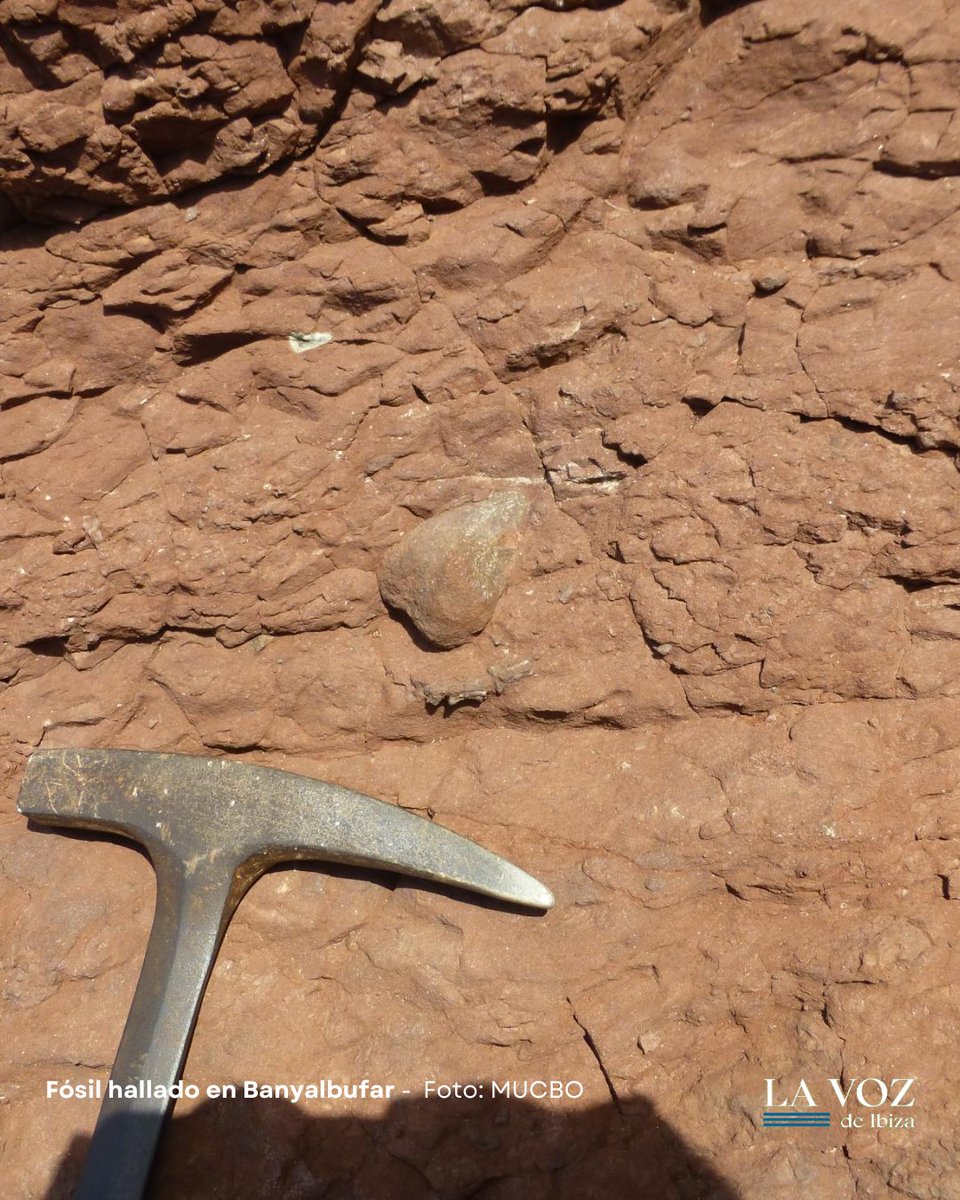 vozdeibiza's tweet photo. 🦖 Un #dientesdesable de 270 millones de años aparece en #Mallorca, gracias al trabajo del equipo internacional de científicos, liderado por Rafel Matamales del Museu Balear de Ciències Naturals (#MUCBO).
#LaVozdeIbiza #dinosaurio https://t.co/SeyNoBaGwL