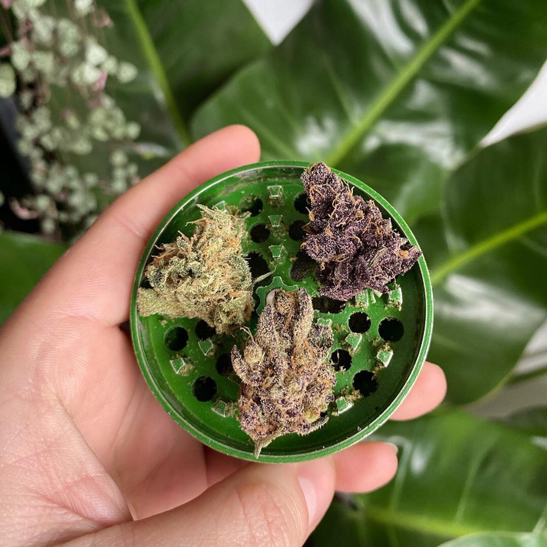 Which bud would you choose? Green 🟩, orange 🟧, or purple 🟪?
