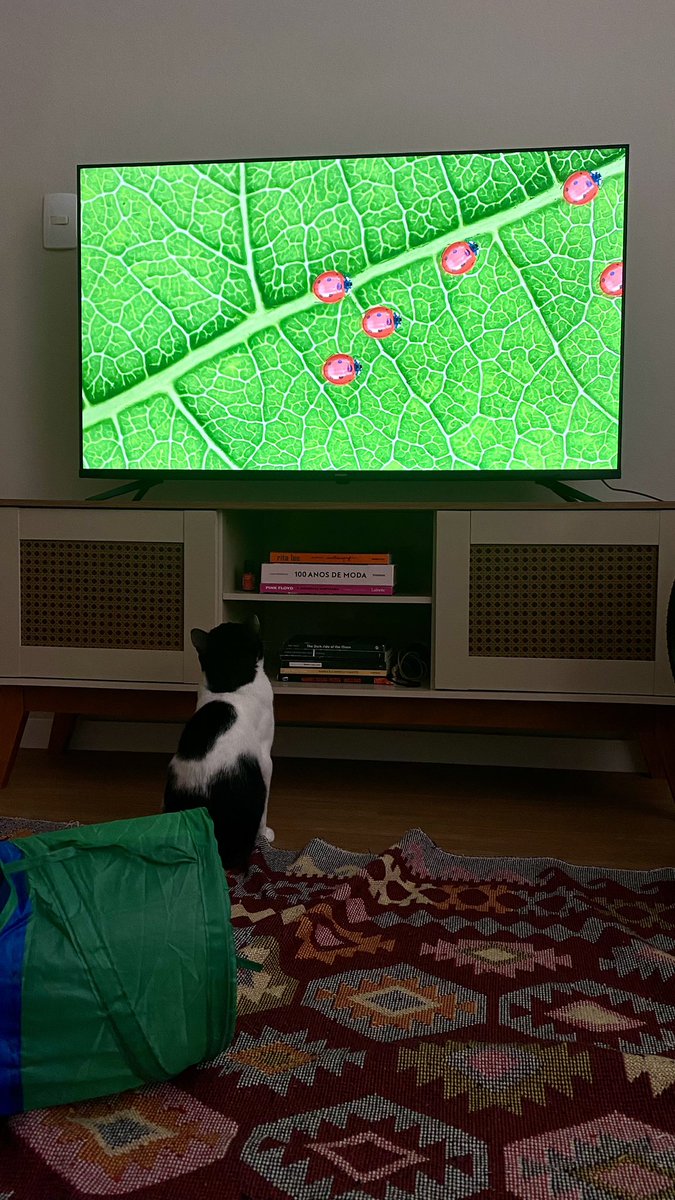 arrobapudim's tweet photo. bom dia com chico assistindo desenhos para gatos *-* https://t.co/9q8gmdQZT8