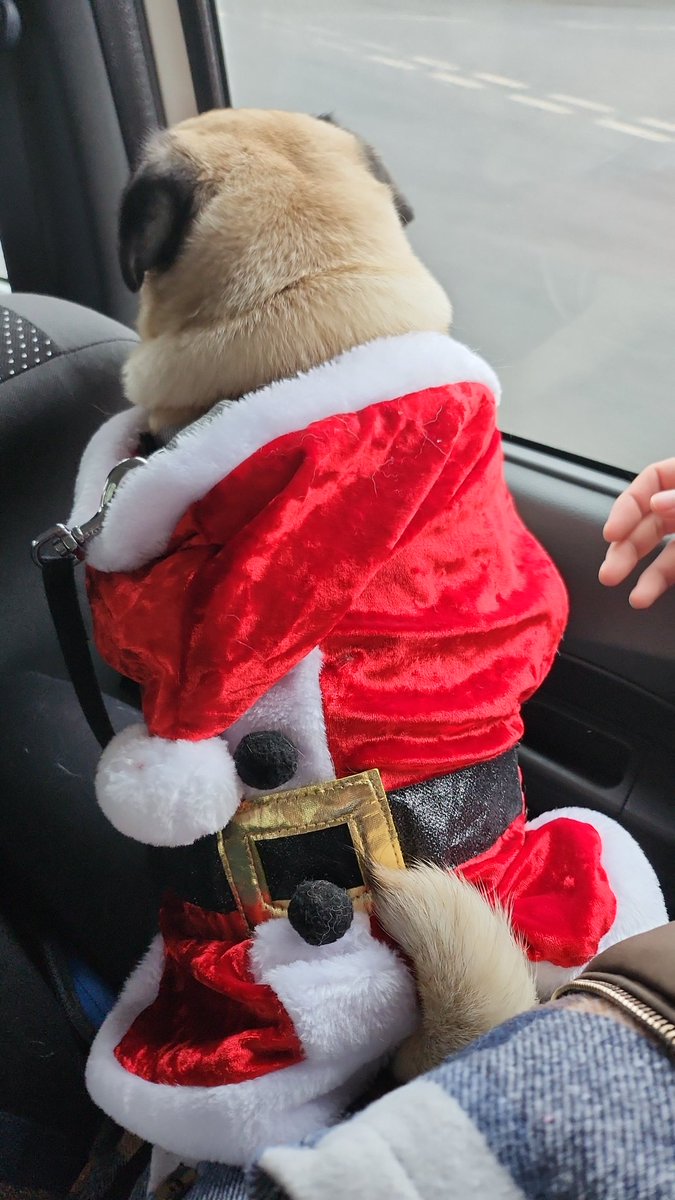borderline_babe's tweet photo. #santapug #merryxmas #happy #selfie #pug https://t.co/PRvQV4Z0cc