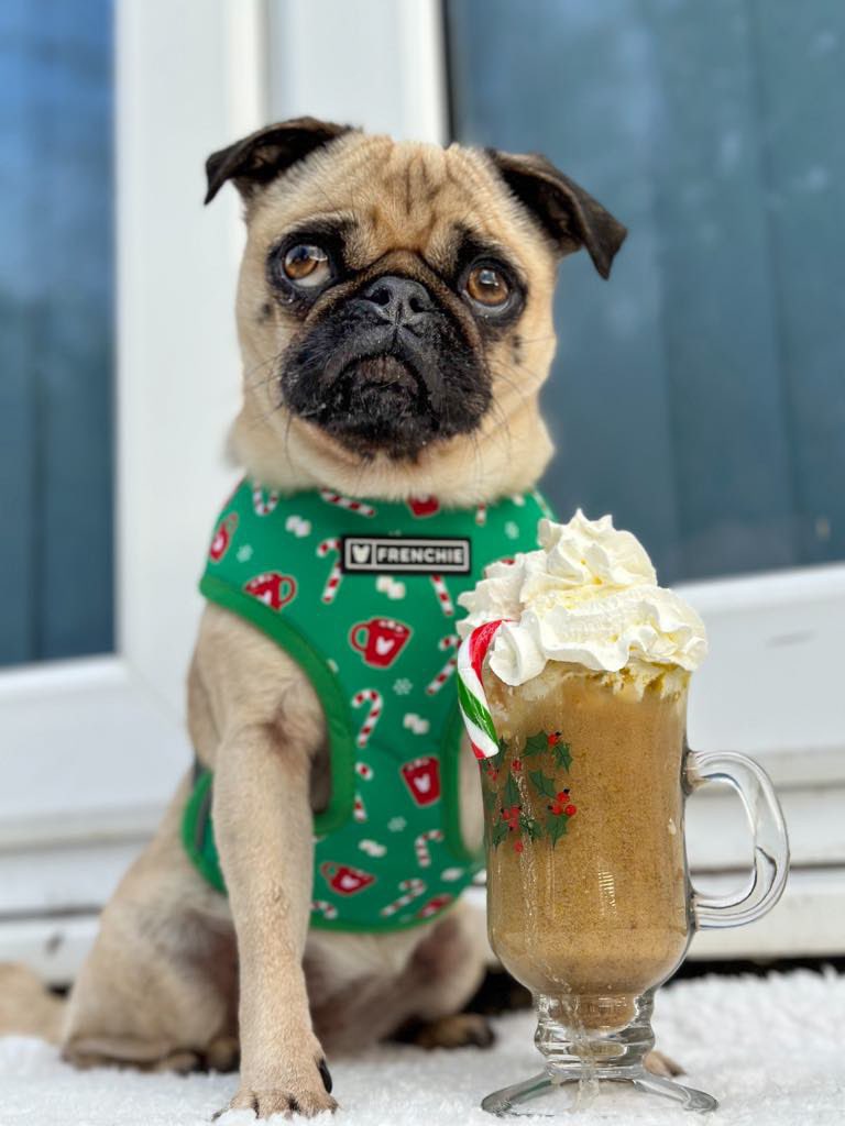 Emi The Pug tweet media