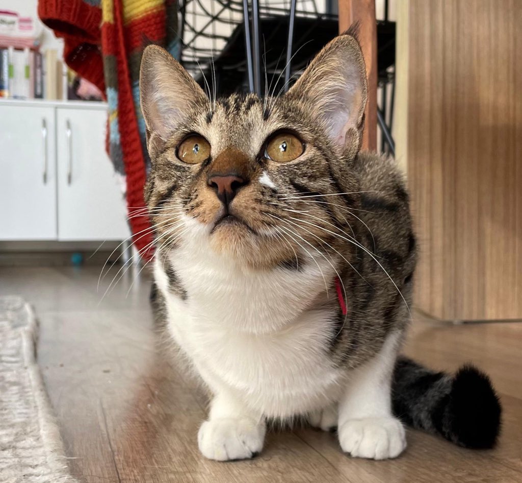 8 aydır fasülye’yi kimse aramadı. ne rengini beğendi biri ne cinsini. kaputtan kurtardık geçen kış. sevgi dolu küçük bir kız. bir yuvaya ihtiyacı var. ikinci, üçüncü kedi bile olur çünkü tüm dünyayı sevecek kocaman bir kalbi var. 
dişi, kısır, 10 aylık.
ANKARA 
0554 704 77 75