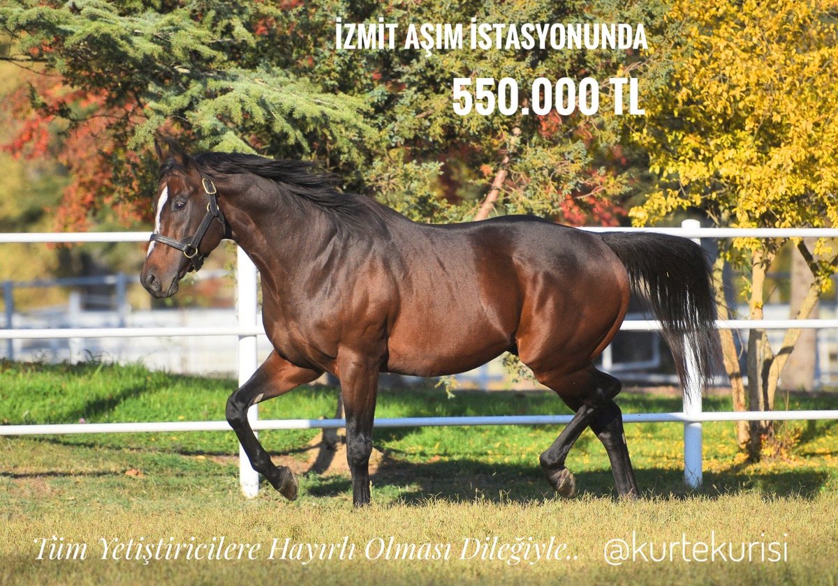 TOUCH THE WOLF
İzmit aşım istasyonunda... İlk jenerasyon %32 1.lik. Toplamda 18.224.625 TL kazanç 
 G1  🥇🥈🥉
 G2 🥇🥇🥇🥇🥇🥉
#touchthewolf #aygir #tjk