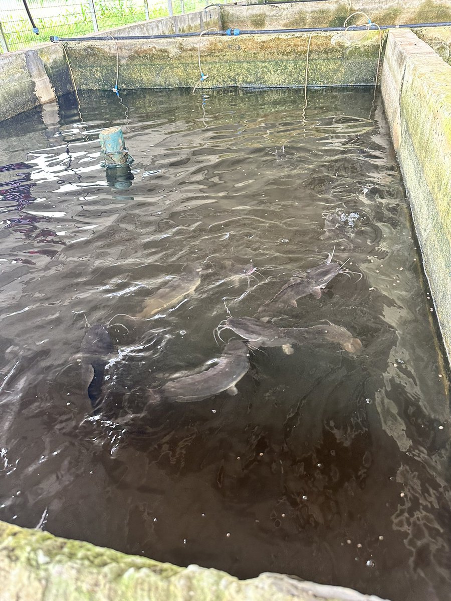 EynatShlein's tweet photo. Drove out of #Liberville to an agricultural project which has a promising potential for @MASHAVisrael cooperation in #Gabon. We met the PM agricultural counselor and toured the chicken houses, fish ponds & and agricultural instruction facility @IsraelMFA @IsraelinCM @@MATCShefayim