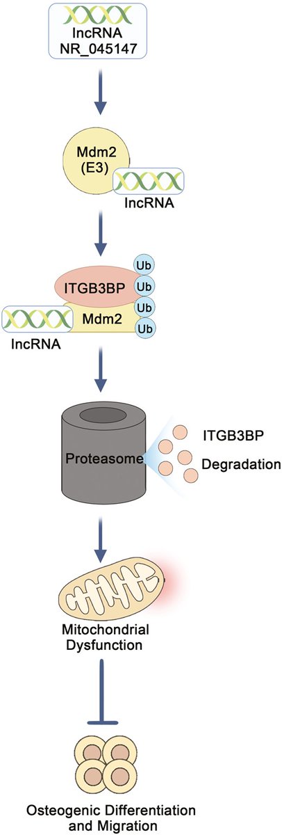 Results of this study showed the potential of using LncRNA NR_045147 as a therapeutic target for improving periodontal regeneration and treatment outcomes, which could significantly impact this field.
doi.org/10.1093/stcltm…