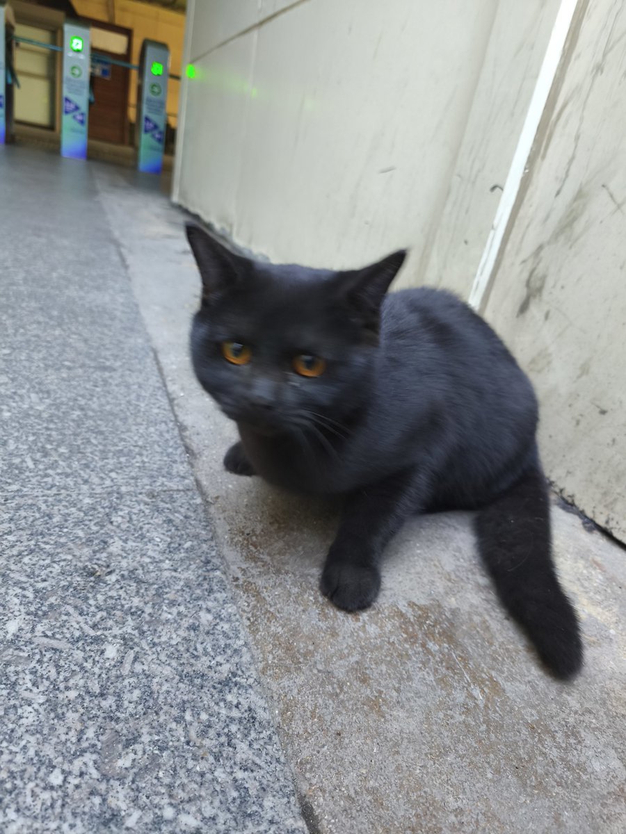 mrbbnec's tweet photo. Arkadaşlar uzunçayır metrobüs durağında bu çocuğu buldum, sokak kedisi değil gelip yanıma saklandı korkuyor. Eve ailemden dolayı alamıyorum ama sahibi var mıdır yayabilir miyiz? https://t.co/oBhLf9TaVr