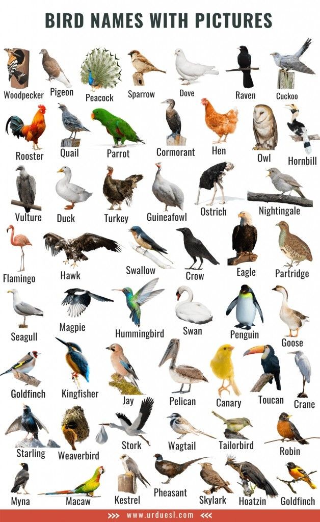 Knowiiiedgess's tweet photo. Birds names https://t.co/3Td05ziHl5
