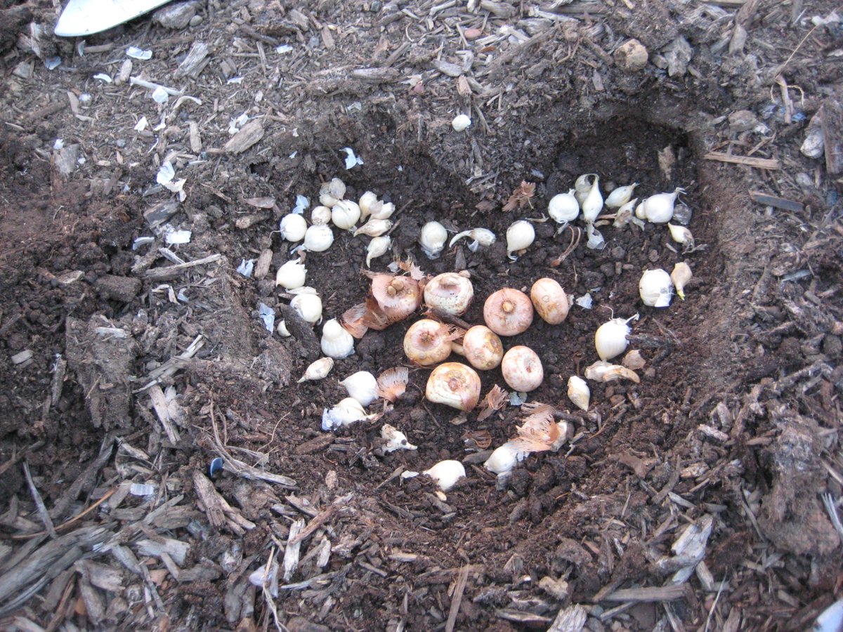 TreesNewYork's tweet photo. #TreeStewardship is central to our #TreesforNYCHA project. We spent the summer watering and cultivating the soil, and last week, we returned with the help of volunteers to plant over 1k #allium and #crocusbulbs in 22 #treebeds! https://t.co/289J3WXBEv