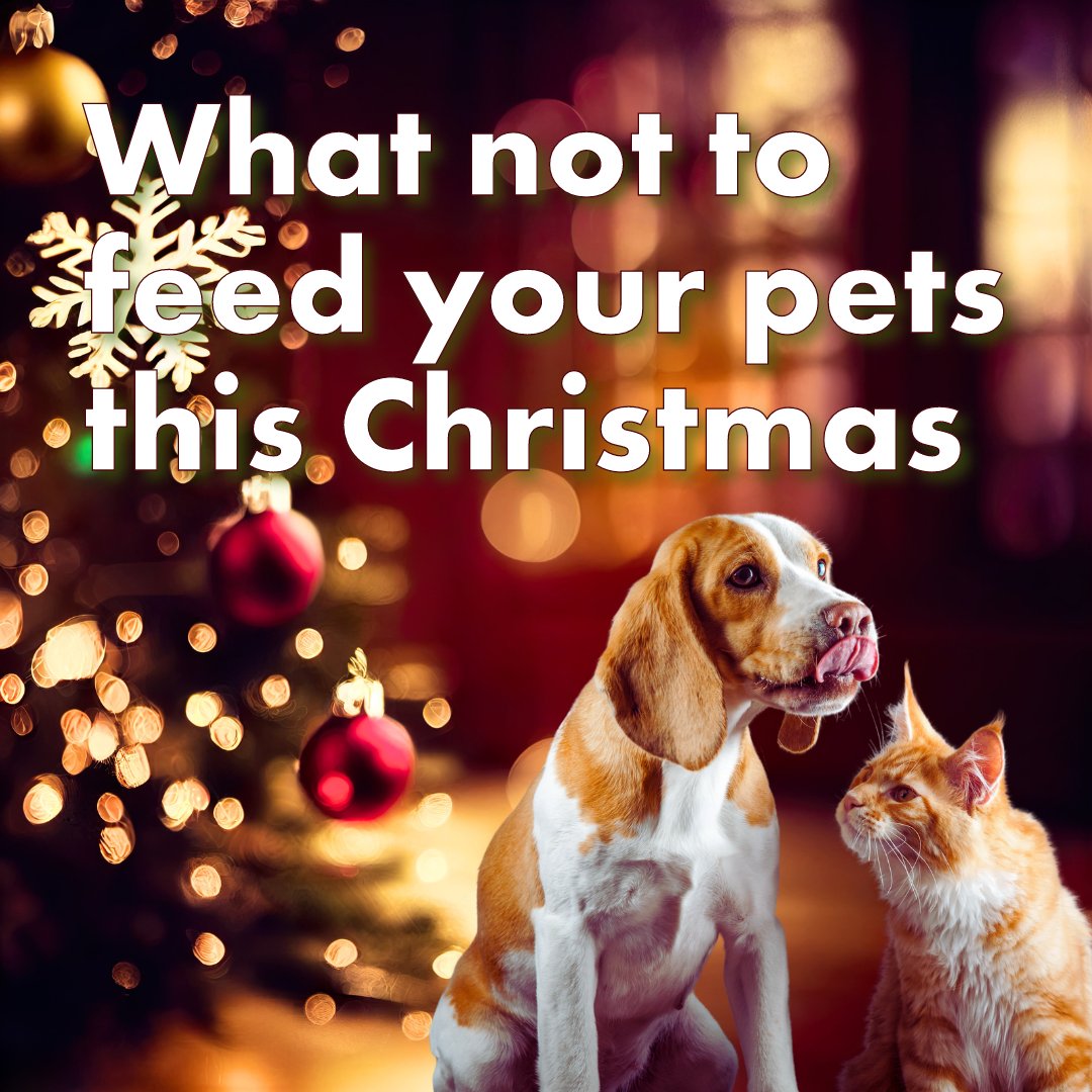 It can be tempting to give your dog or cat some extra treats at Christmas time, but some festive food should be strictly off the menu.
🍰Mince pies and Christmas cake
🍫Chocolate
🥜Nuts
🧀Cheese
🍷Alcohol
More info here: petsastherapy.org/news-and-event…
#PetsAsTherapy #Christmas