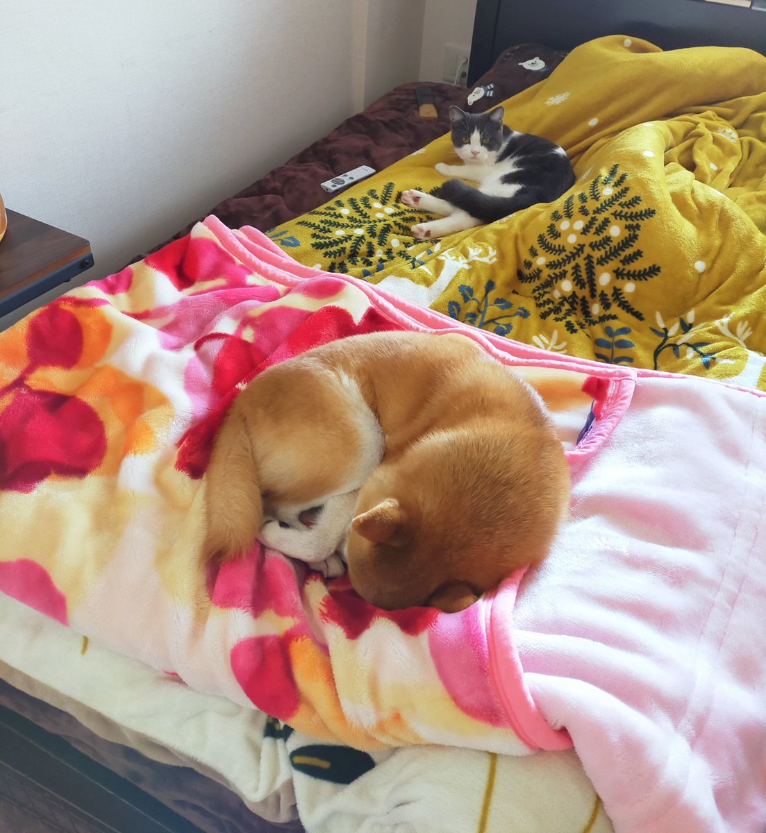 maru_toshizou's tweet image. どこで、、寝ようかな？！？！
#柴犬 #猫 #ブリテッシュショートヘア