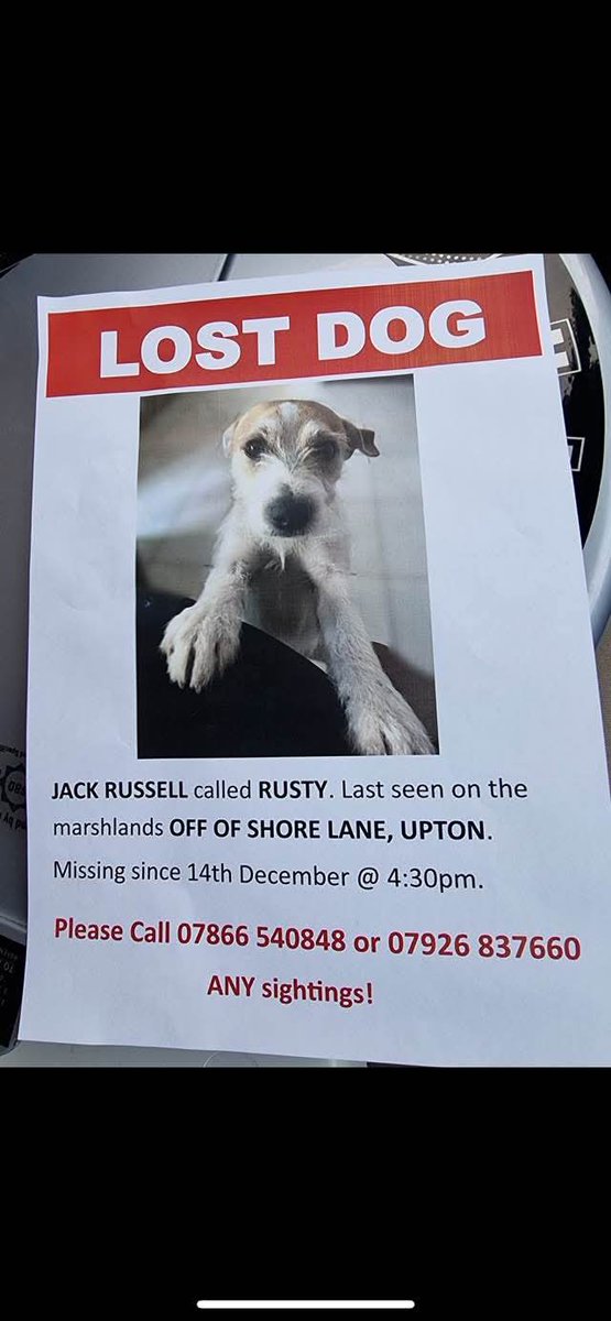 🐕 RUSTY is #missing since Saturday 14 December 2024 from Shore Lane #Upton Nature reserve #Dorset #BH16
 Please keep sharing &amp; looking in gardens &amp; keep an eye out on walks please. Rusty is microchipped.