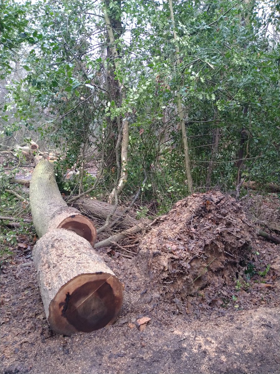 At least the tree obstacle had been cleared this week. That's 541.30 miles run so far this year #Run2024 #ukrunchat