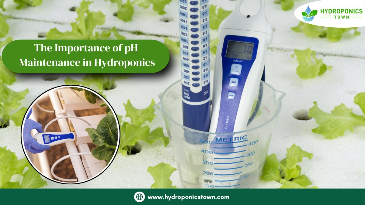 HydroponicsTown's tweet image. pH control is essential for thriving hydroponic crops! At Hydroponics Town, learn why pH matters, ideal ranges (5.5-6.5), and the best techniques to adjust and monitor pH for healthy plant growth.
Read More : bit.ly/49JhFUZ
#Hydroponics #pHControl #hydroponicstown