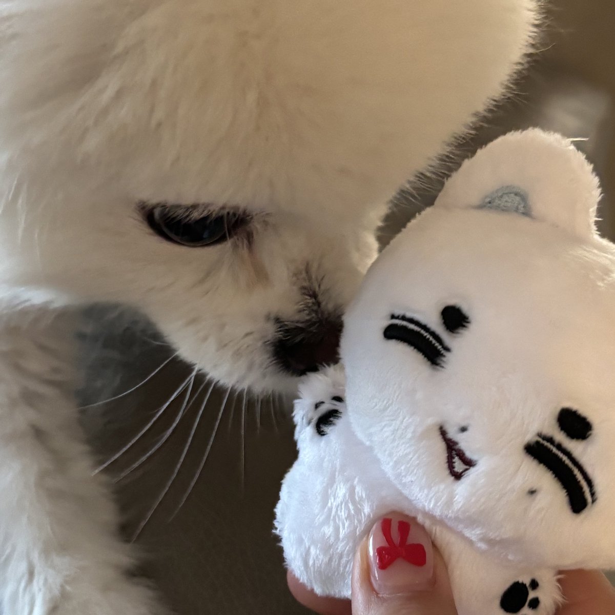 #김한댕졸업축하해

너무 귀요오
강아띠와 한댕이의 만남 너무 기쁘다…🥰