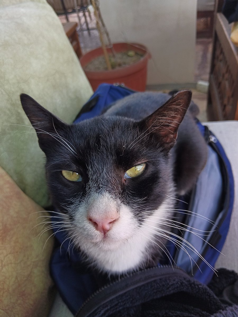 harfracorp's tweet image. this cat attacked my legs and i got rabies vaccination, now back to work #techfounder #workethic #ai #backtowork #saas #SiliconValley