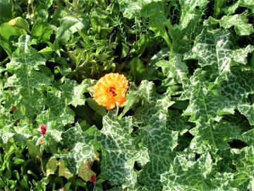 Greenisamissio1's tweet photo. The desert can bloom. I am not talking about the desert ecosystem, but about the areas that have been destroyed by human activity, deforestation, excessive agriculture, open-cast mining, etc. We can reclaim these areas, not easily, but it can be done.💚☘️🌿🌱🌳🌲🍀💚 https://t.co/DPnqWnx36d
