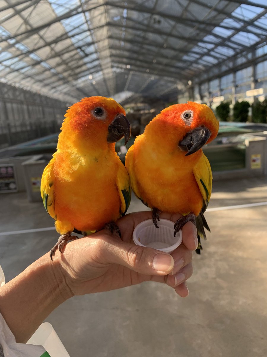 zyukumoo's tweet photo. 掛川花鳥園へ🕊️
鳥たちは色が本当に美しい✨
こんなにかわいいんだ♡ https://t.co/zHzDiCdk50