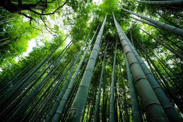 supreetkashyap's tweet photo. Why Bamboo ? So many of you are wondering what difference it brings in.
Here’s what sets it apart-

✅ Super Soft
✅ Highly Breathable
✅ Odor Resistant 
✅ Anti Bacterial 
✅ 1000 liters of water savings

Want to experience the difference? Retweet this post, and I will send you a special discount code via DM.