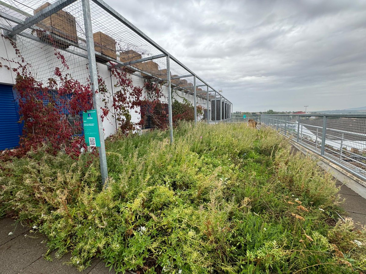 The development of the green roof vegetation implemented at the Gabriela Mistral school (Badajoz, Spain) is being a success:
👉 life-mybuildingisgreen.eu/en/the-develop…

<a href="/LIFEprogramme/">LIFE Programme</a> #AfteLIFE_mBiG