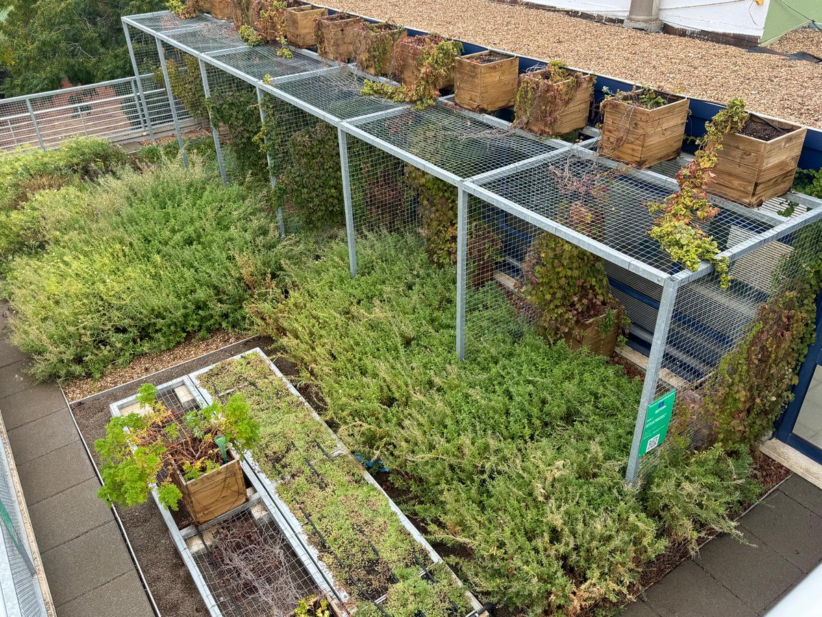 El desarrollo de la vegetación de las cubiertas verdes implementadas en el colegio Gabriela Mistral (Solana de los Barros, Badajoz) avanza satisfactoriamente:
👉 life-mybuildingisgreen.eu/el-desarrollo-…

<a href="/LIFEprogramme/">LIFE Programme</a> #AfterLIFE_mBiG