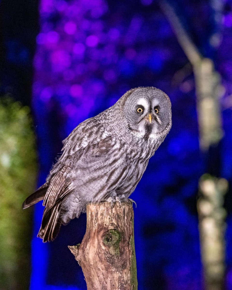 Hawk Conservancy Trust tweet media