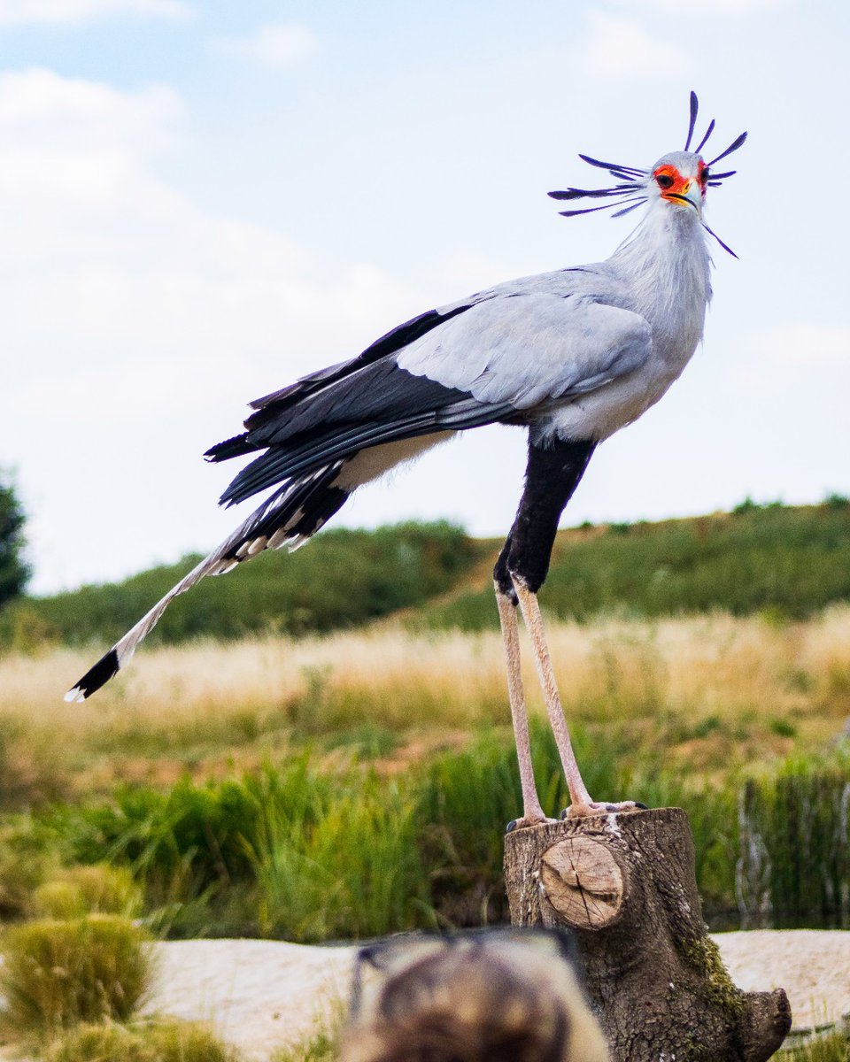 Hawk Conservancy Trust tweet media