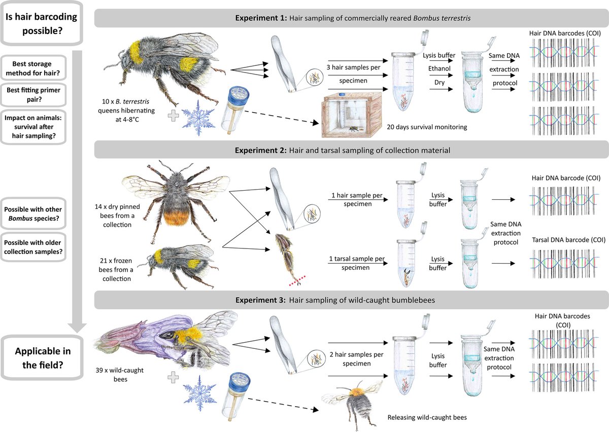 Insect Conservation and Diversity (@insectdiversity) on Twitter photo Barcoding of bumblebees via hair is possible - a new approach from <a href="/LOEWE_TBG/">LOEWE Centre Translational Biodiversity Genomics</a> towards non-invasive sampling of important pollinators🐝
Hair-based minimally invasive barcoding of bumblebees⬇️
doi.org/10.1111/icad.1…
<a href="/RoyEntSoc/">Royal Entomological Society</a> <a href="/WileyEcolEvol/">Wiley Ecology & Evolution</a> Barcoding of bumblebees via hair is possible - a new approach from <a href="/LOEWE_TBG/">LOEWE Centre Translational Biodiversity Genomics</a> towards non-invasive sampling of important pollinators🐝
Hair-based minimally invasive barcoding of bumblebees⬇️
doi.org/10.1111/icad.1…
<a href="/RoyEntSoc/">Royal Entomological Society</a> <a href="/WileyEcolEvol/">Wiley Ecology & Evolution</a>