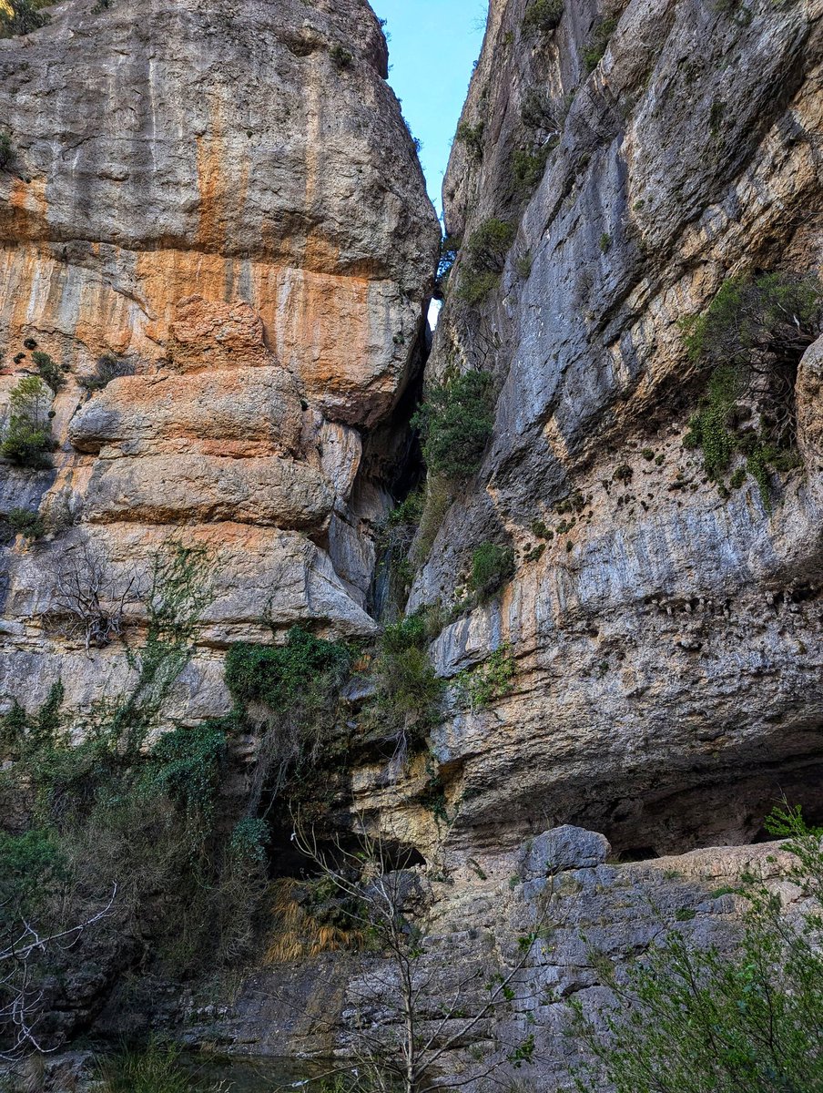 Pepino Acn tweet media