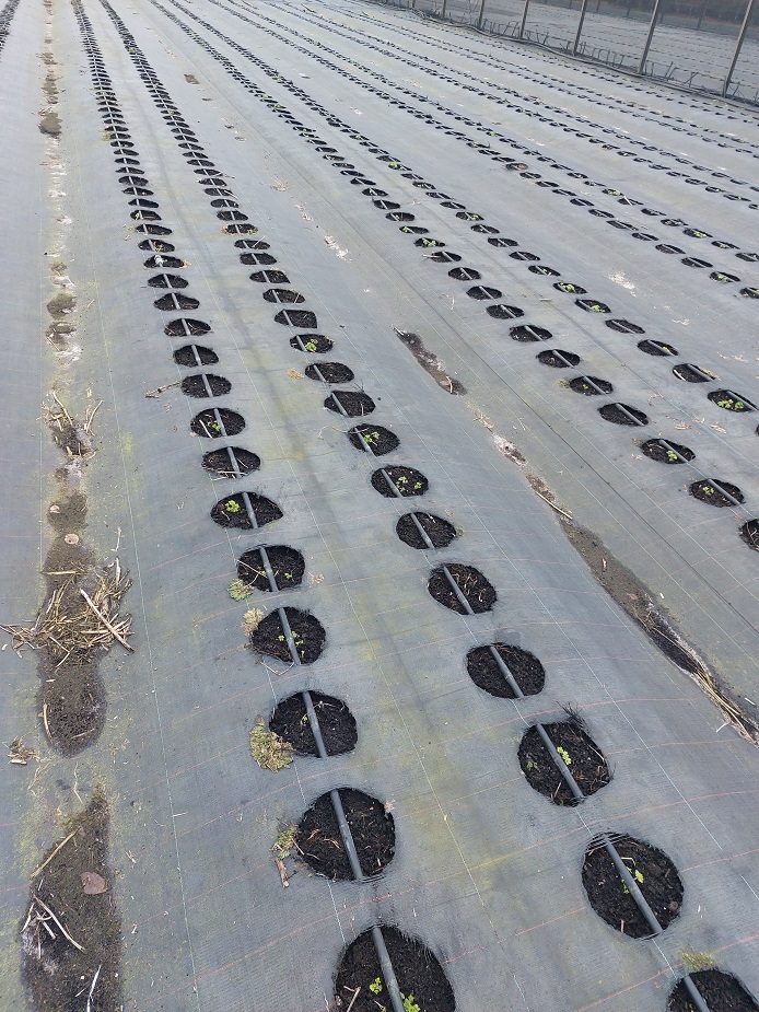 awestendorp's tweet photo. gratis af te halen. 7 pakken gronddoek zoals te zien op foto's 
maat ongeveer 12 x 25 meter
in het doek "bedden" met gaten, 4 per strekkende meter, 8 per m2
zie foto voor wat ik bedoel met bedden https://t.co/c8PNcxpnLt