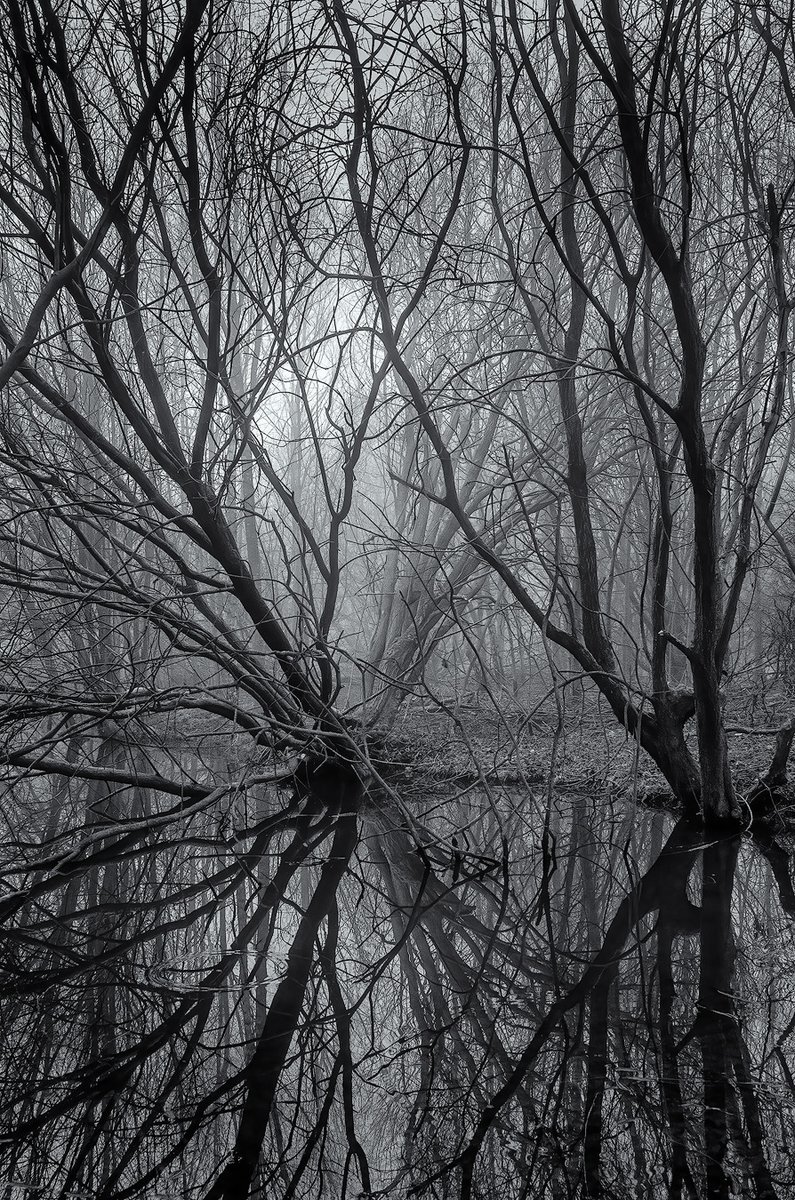 SillyPigsPlay's tweet photo. Damp woodland https://t.co/T9DtuEeiUM