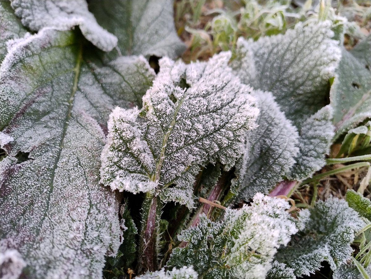 Borraines amb #gebre a #Tortosa, tot un clàssic de la inversió tèrmica quan a l'hivern ens afecta un #anticicló fred.