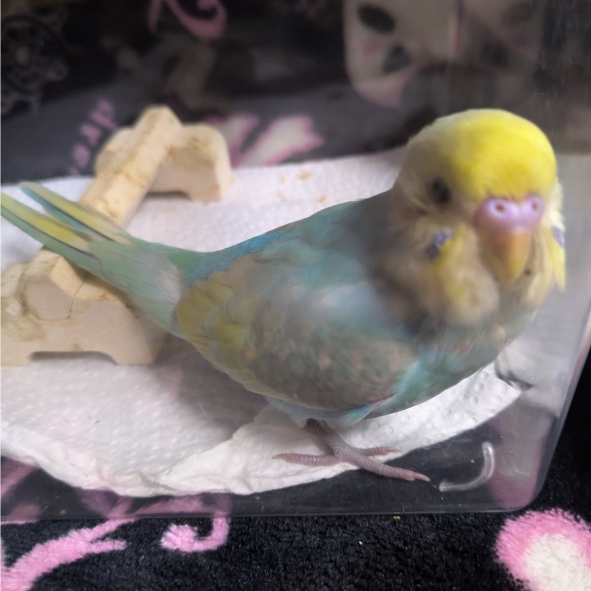 riatsuto1's tweet photo. 京都府京都市南区
セキセイインコ保護してます！！
飼い主さん探してませんかーー！
(警察届出、病院健診済み)
#迷子インコ #保護インコ #保護鳥 #迷子鳥 #セキセイインコ #京都市 #拡散希望 https://t.co/GTMdzei36O