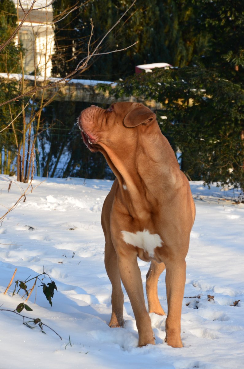 dlrchantal's tweet photo. "Dog de Bordeaux enthusiasts know very well that it is a wonderful dog in all aspects. I miss my beloved dog.
#DogueDeBordeaux #WonderfulDog #CanineLove #FaithfulCompanion #FamilyDog #Memories #CanineFriendship #BelovedDog #PassionForDogs #LifeWithADog #delari https://t.co/eWcFuoiPvV