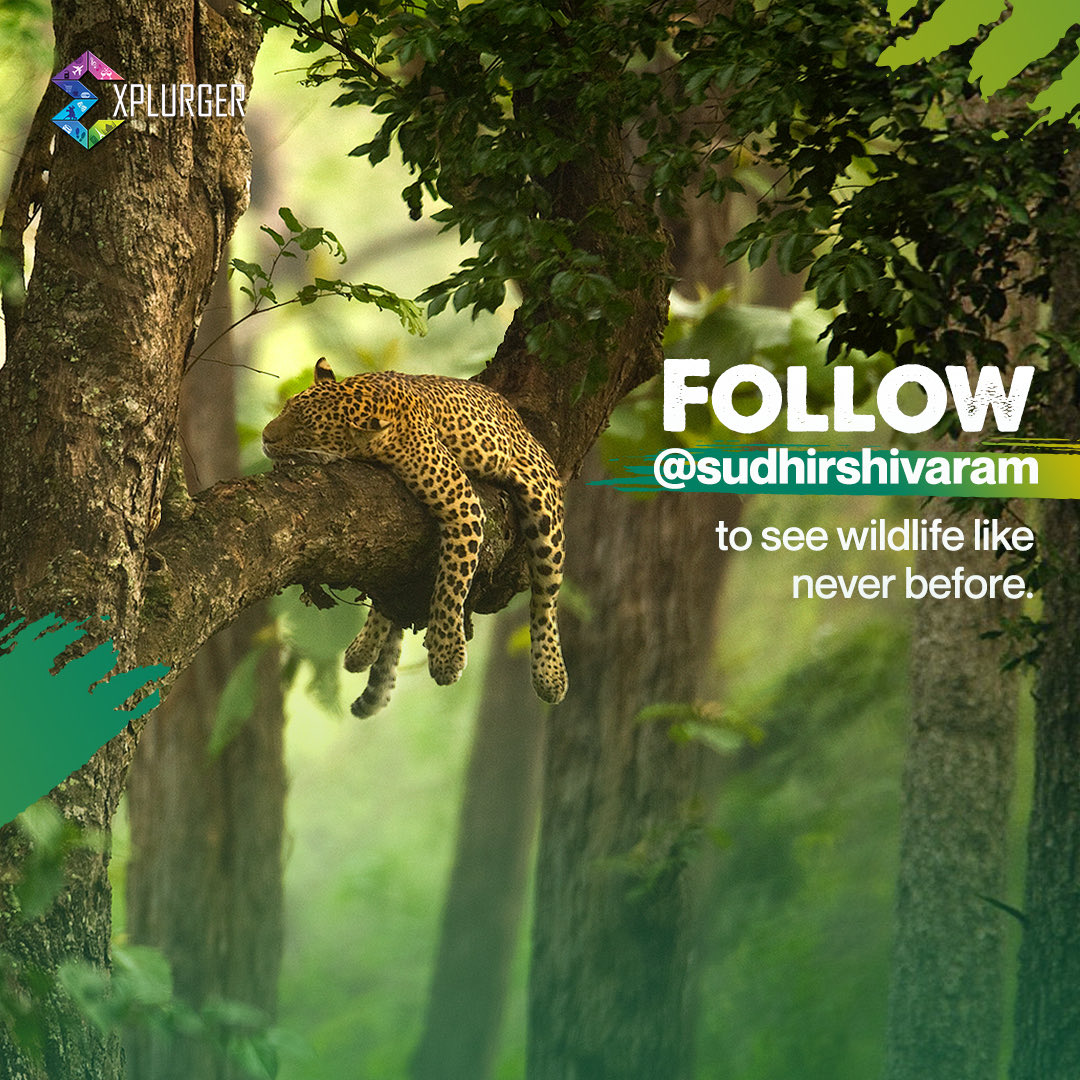 explurger's tweet photo. Wildlife just got a new king on Explurger!
Meet Sudhir Shivaram — the man who turns the untamed into unforgettable frames
Follow him on #Explurger and watch the wild turn WILDLY cinematic!
#GetOutGetSocial
Download now
https://t.co/Uz4puLD2HO
#UrgetoExplore #BornToExplurge https://t.co/0cjqDehau1