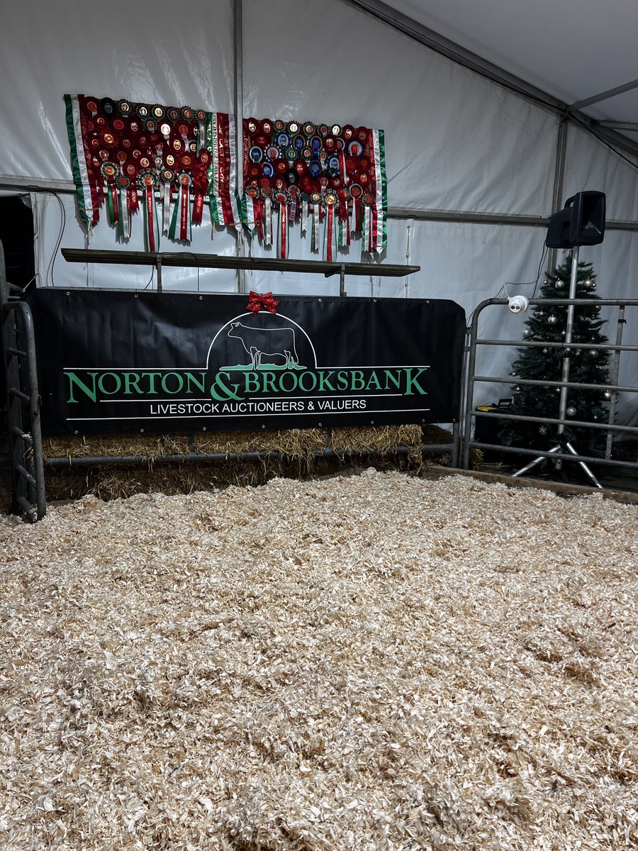 Wiltor sale today on farm in Magor SW and live ⁦<a href="/marteye1/">MartEye</a>⁩ truly outstanding group of cattle available